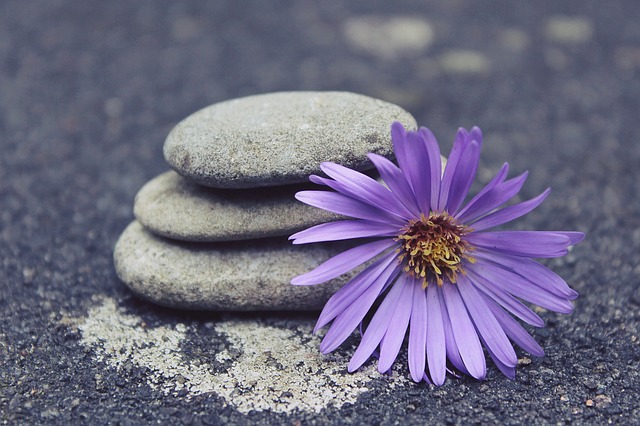 purple flower with rocks