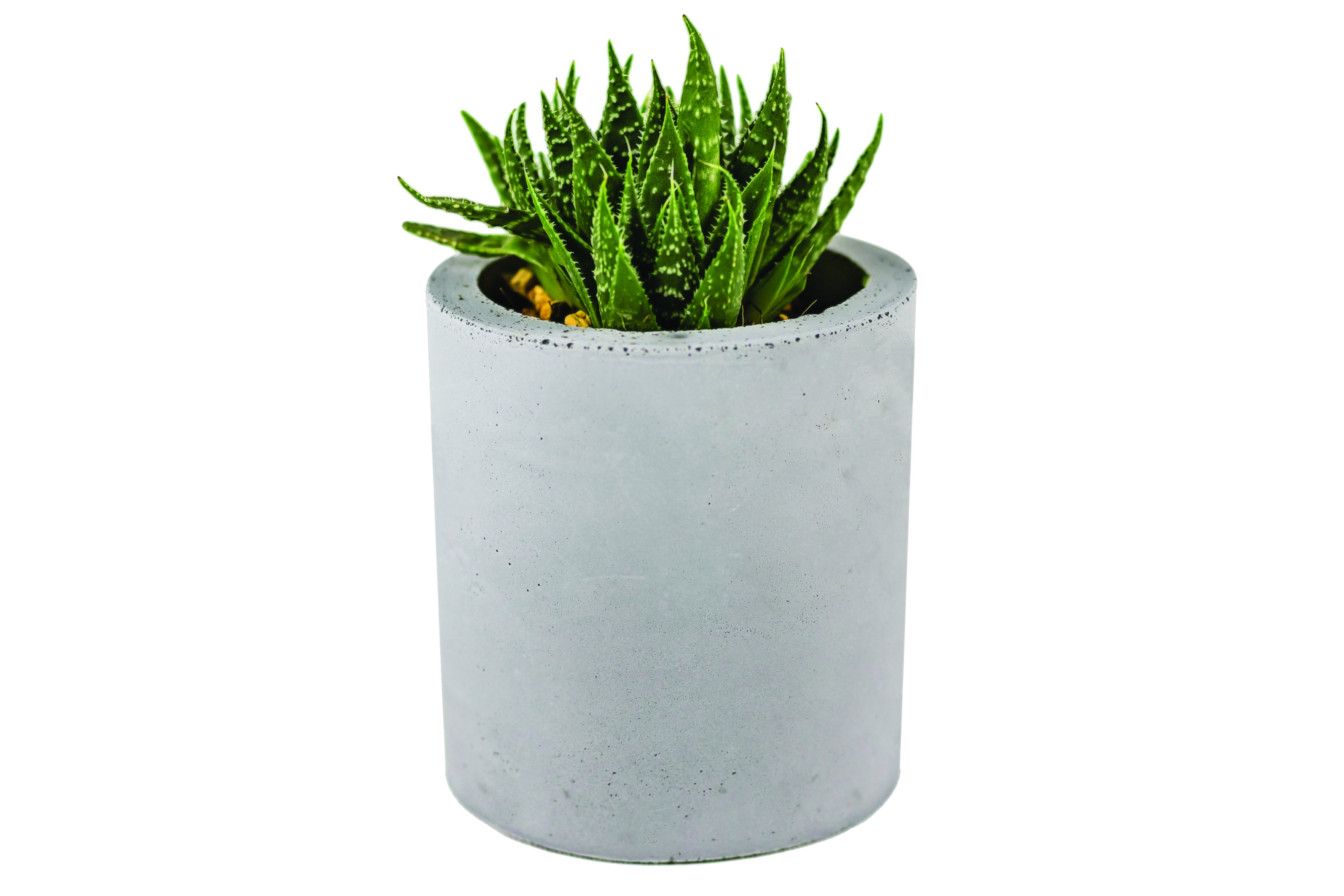 small succulent in a grey round cement planter pot