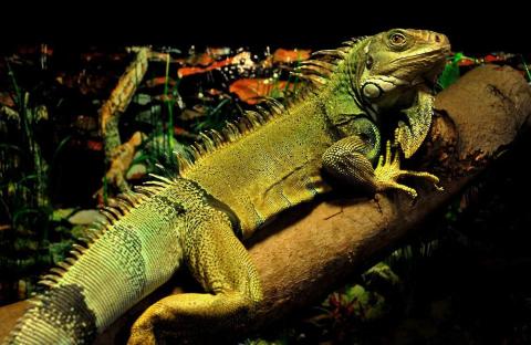Picture of a green iguana named Keego basking under a heat lamp on a branch.