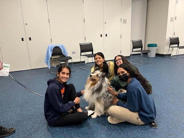Image of four girls petting a gray and white Shetland Sheepdog.